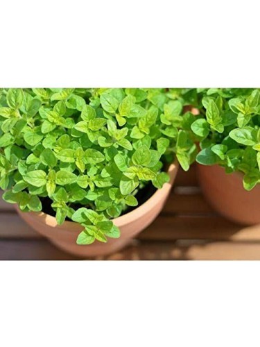 Maggiorana "Origanum...