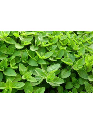Maggiorana "Origanum...