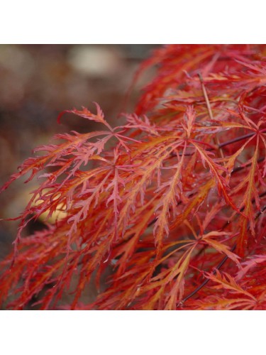 Acero rosso giapponese...