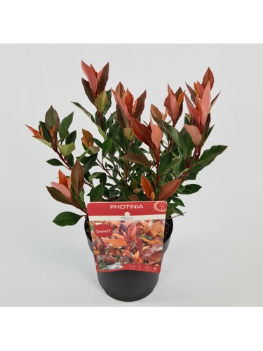 Photinia x fraseri "Chico"...