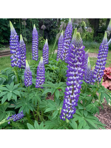 Lupino Fogliuto "Lupinus...