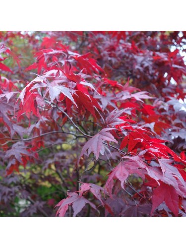 Acero rosso giapponese...
