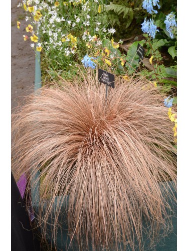 Carice dorata "Carex comans...