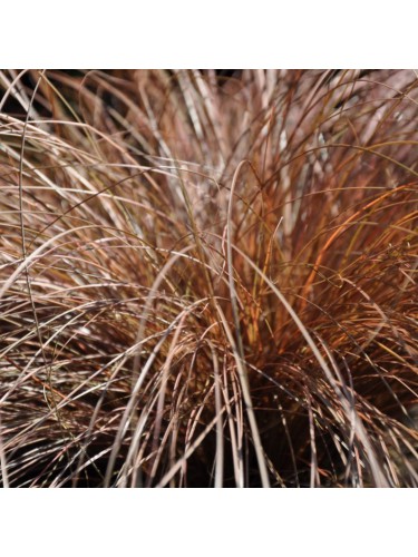 Carice dorata "Carex comans...