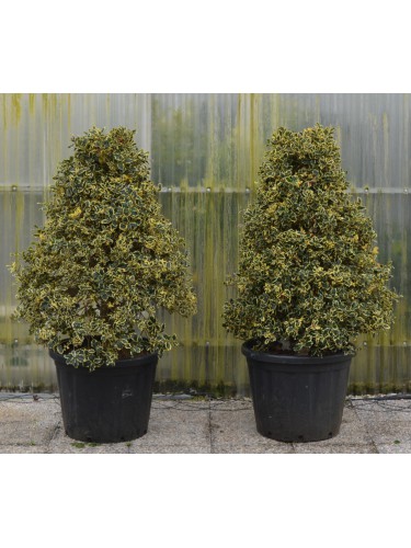 Agrifoglio variegato "Ilex...