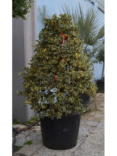 Agrifoglio variegato "Ilex...