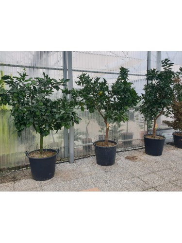 Arancio Valencia "Citrus...