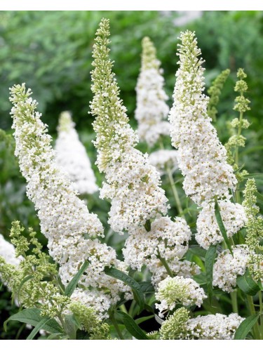 Buddleia davidii Candy...