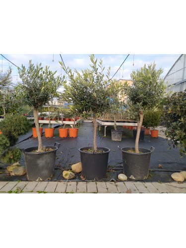 Ulivo olivo "Olea europea"...
