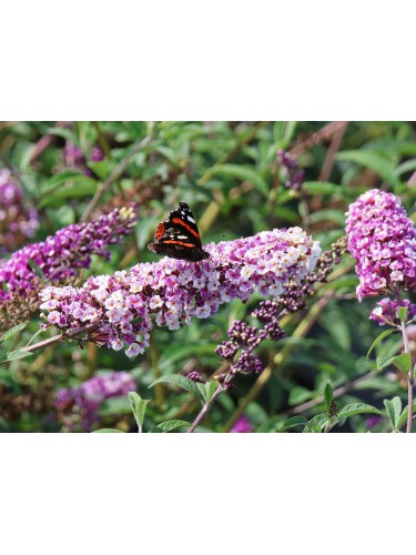 Buddleia davidii Berries...