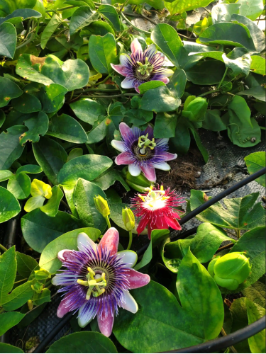 Passiflora Imperatrice...