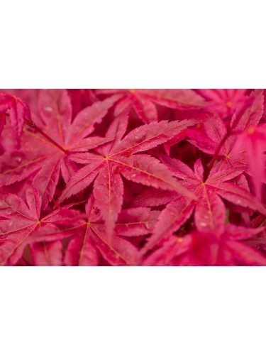 Acero rosso giapponese...