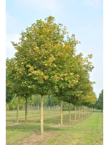 Acero campestre "Acer...