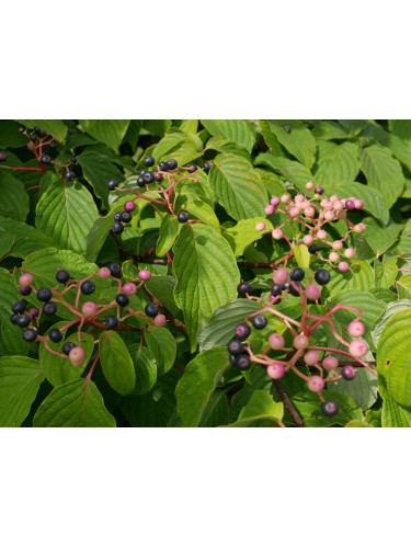 Corniolo "Cornus...