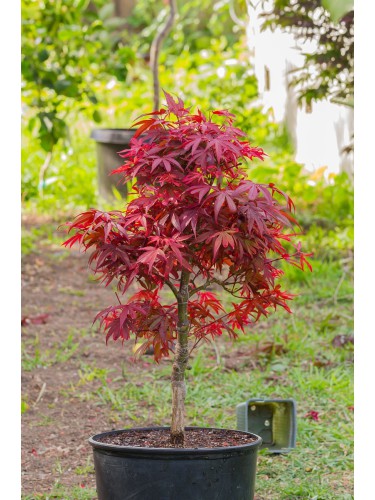 Acero rosso giapponese...