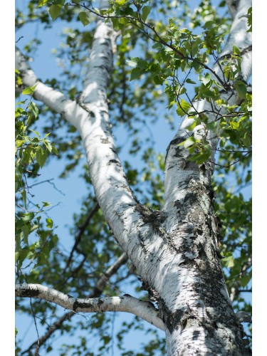 Betulla bianca alba "Betula...