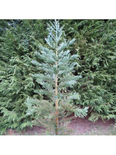 Sequoia gigante...
