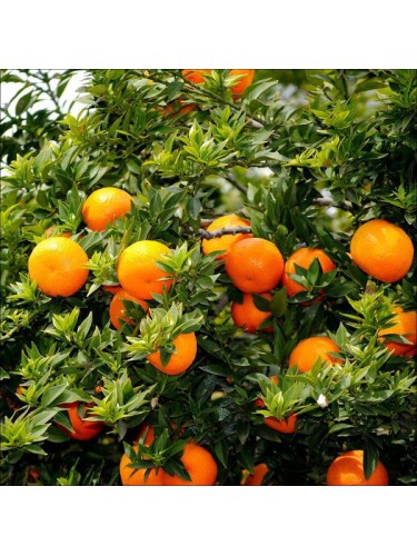 Chinotto "Citrus x...