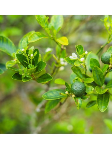 Lime "Citrus aurantifolia"...