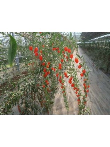 Lycium barbarum "Bacche di...