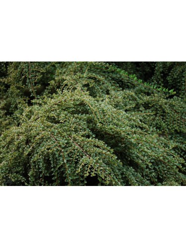 Cotognastro "Cotoneaster...
