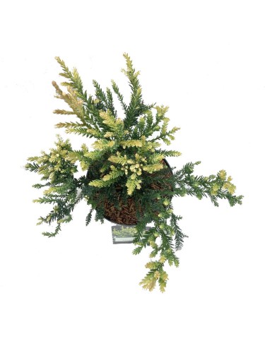 Sequoia sempreverde...