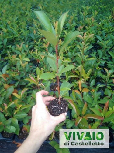 Photinia Fotinia Fraseri...