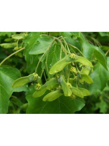 Acero campestre "Acer...