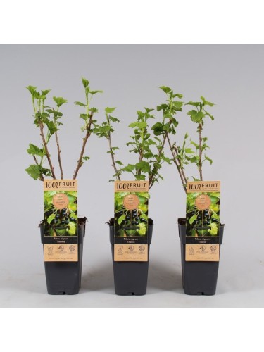 Ribes nero "Ribes nigrum...