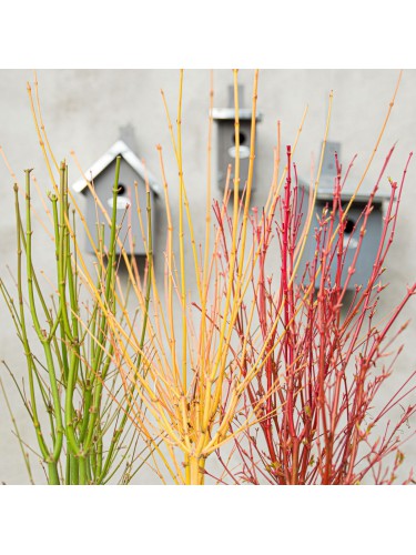Acero giapponese "Acer...