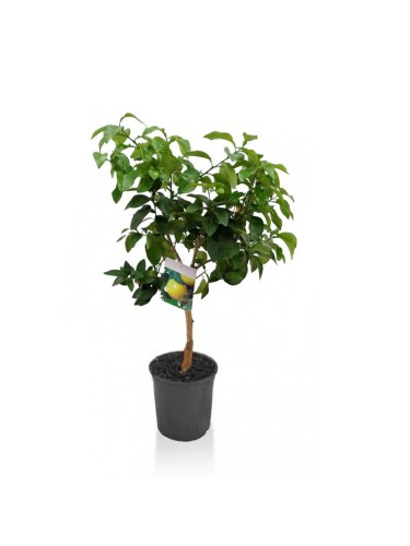 Pompelmo "Citrus Paradisi"...