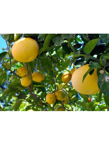 Pompelmo "Citrus Paradisi"...