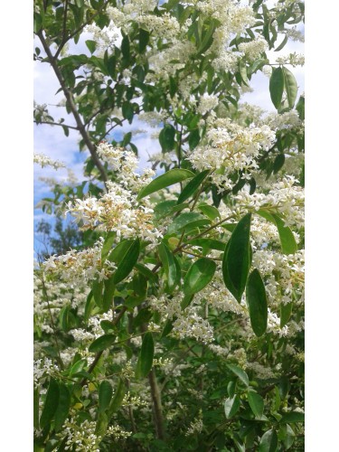 Ligustro sinense "Ligustrum...