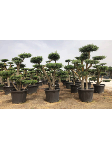 Ulivo olivo "Olea europea"...