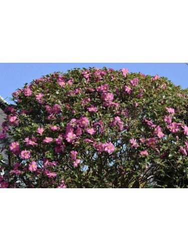 Camelia rosa "Camellia...