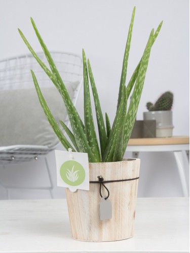 Aloe vera pianta officinale...