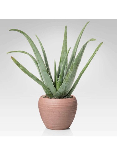 Aloe vera pianta officinale...