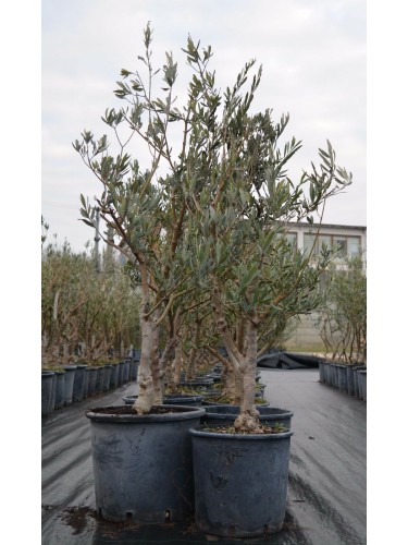 Bellissimi alberi di ulivo...