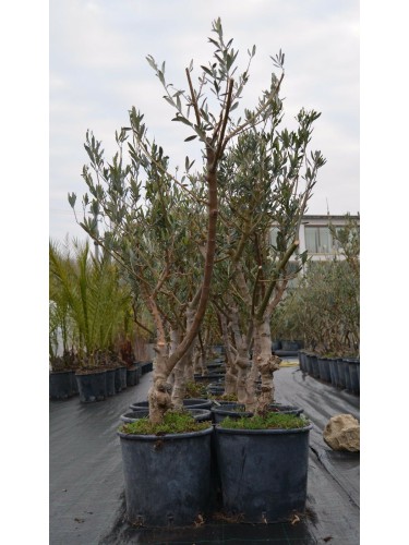 Bellissimi alberi di ulivo...