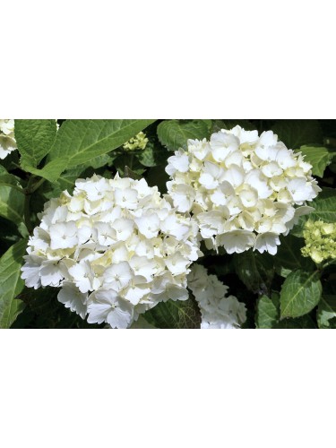 Ortensia "Hydrangea...
