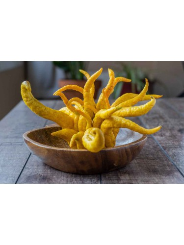 Limone "Mano di Buddha"...