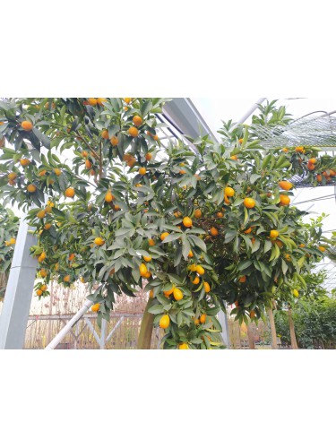 Kumquat "Fortunella...