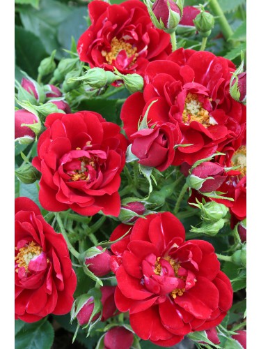 Rosa "Rosa polyantha"...