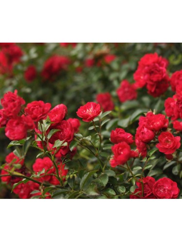 Rosa "Rosa polyantha"...