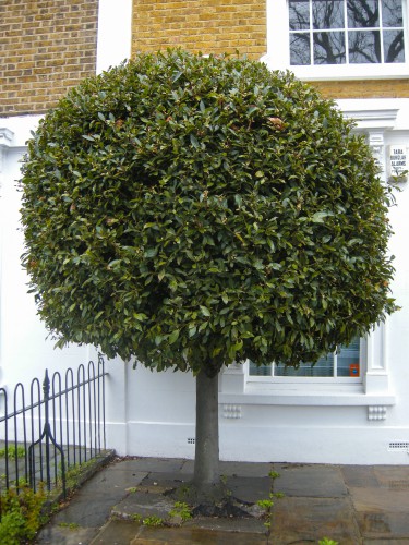 Alloro "Laurus nobilis"...