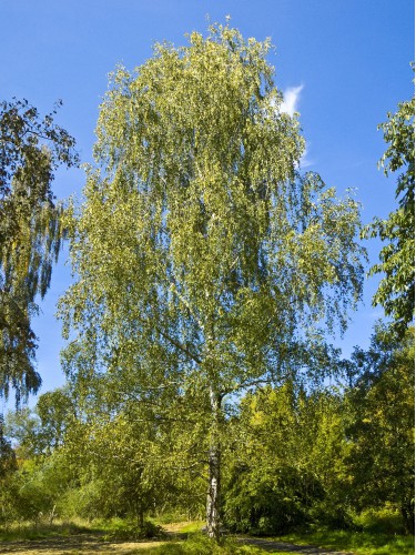 Betulla bianca alba "Betula...