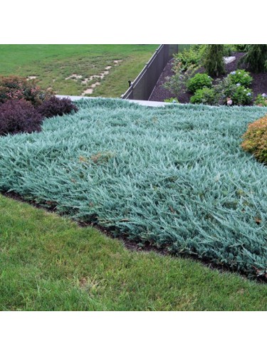 Ginepro cinese "Juniperus...