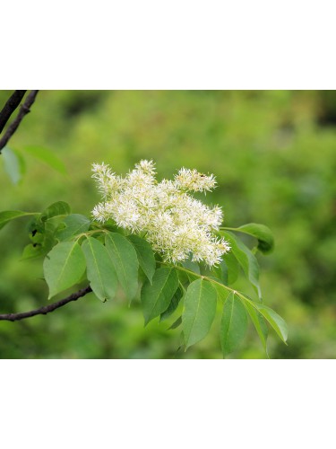 Frassino maggiore "Fraxinus...