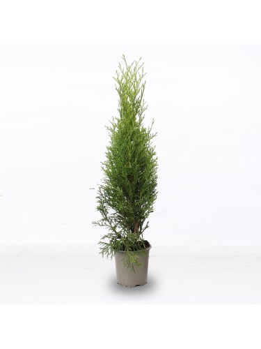 Tuia smeraldo "Thuja...