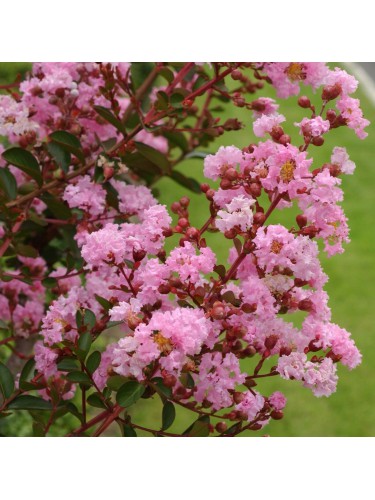 Lagerstroemia indica Rosa...